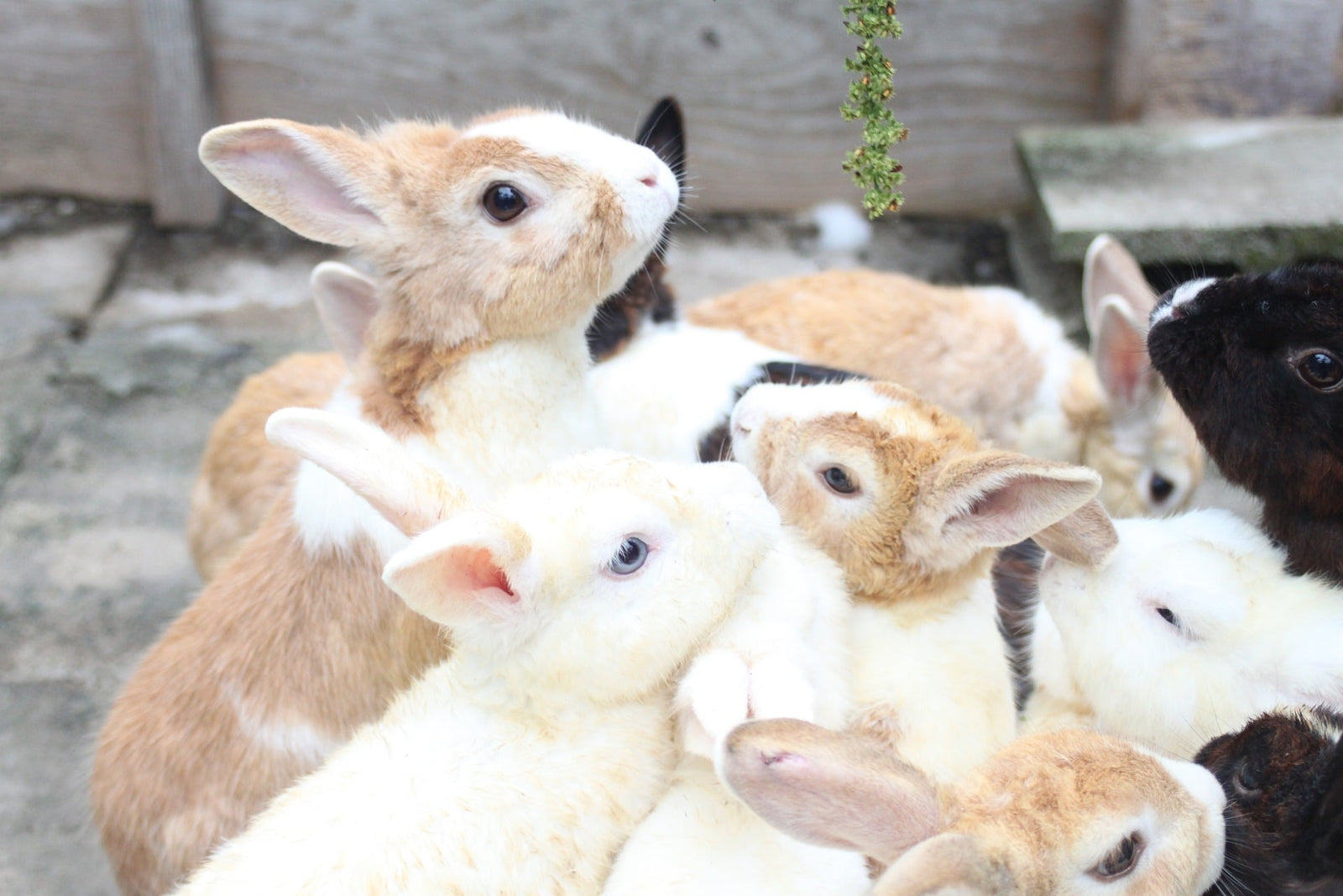 Should I Neuter My Rabbit? Making The Right Choice For Your Bunny