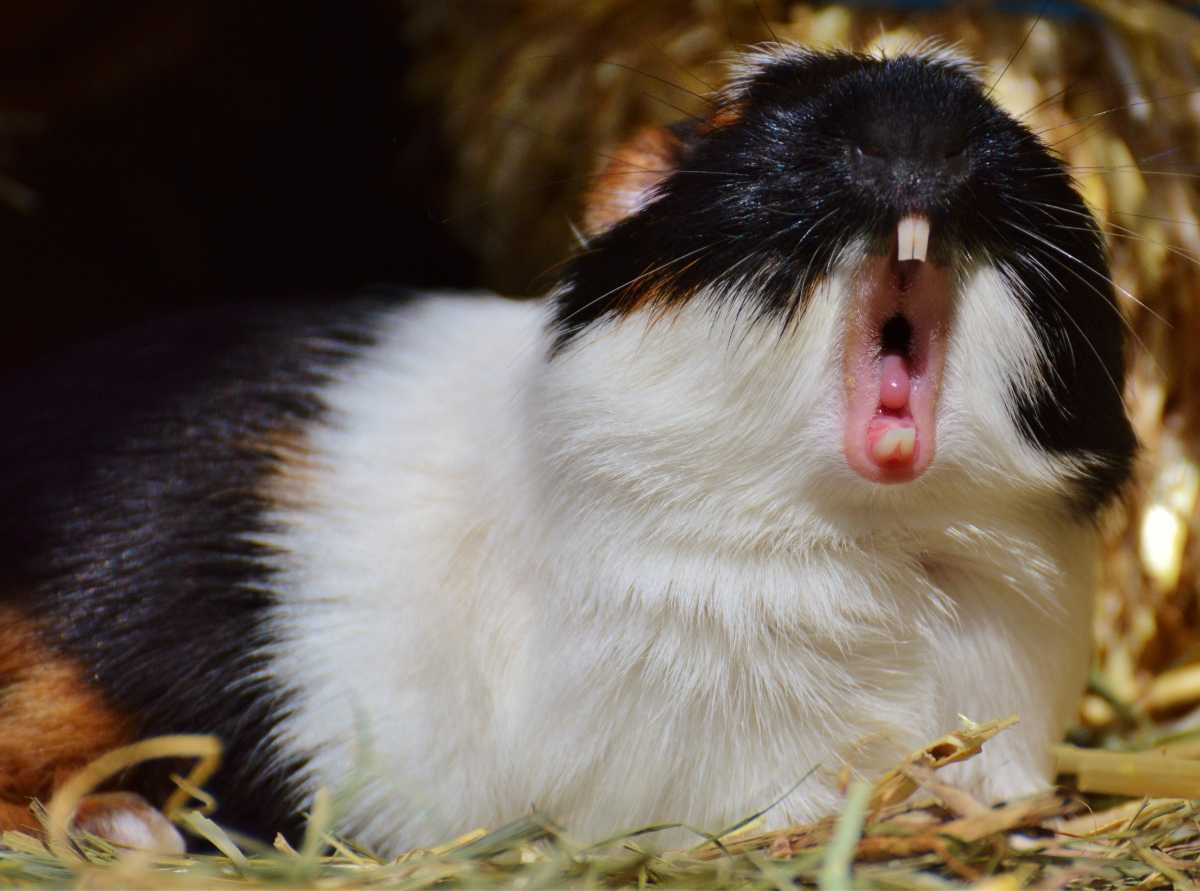Why Your Guinea Pigs Fight and What To Do About It >>REDIRECTED<<