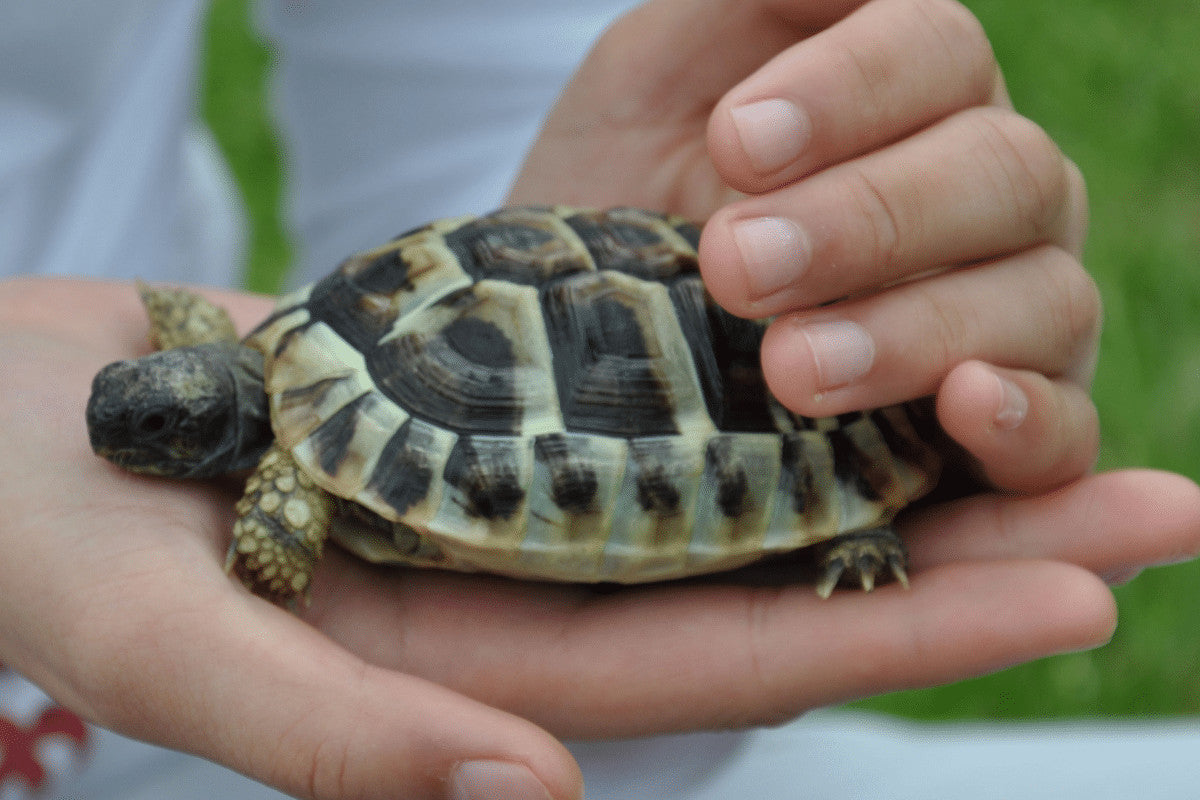 Tortoise Health Check | Essential Routine to Keep Your Tortoise Healthy