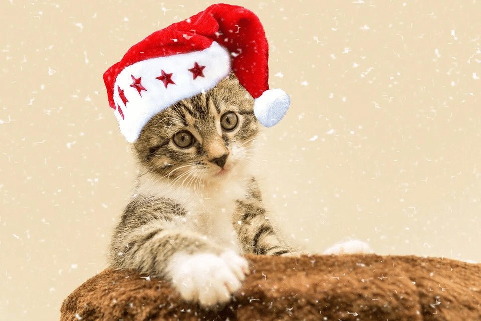 Should I Take My Cat Home For Christmas?