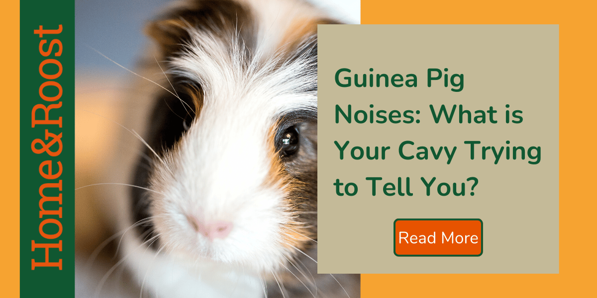 Guinea Pig Noises, What's Your Cavy Saying