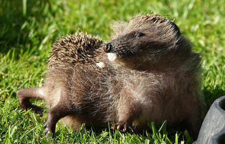 Why Do Hedgehogs Self Anoint?