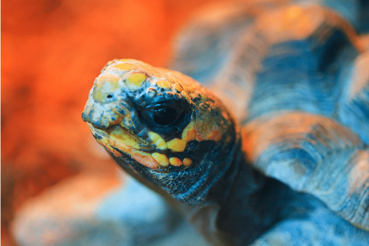 Tortoise Lighting: What Do They Need and Why?