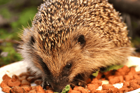 Hedgehogs In Spring: What to Expect and How to Help