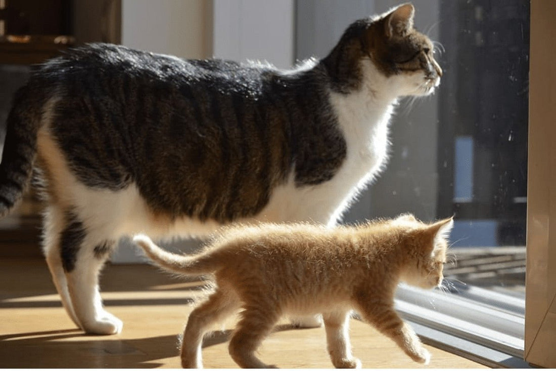 How Long Do Cats Live?