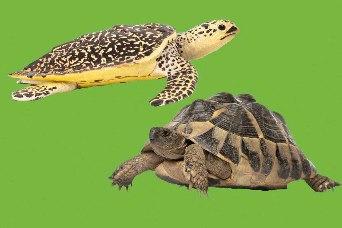 Turtle and Tortoise: What's the Difference?