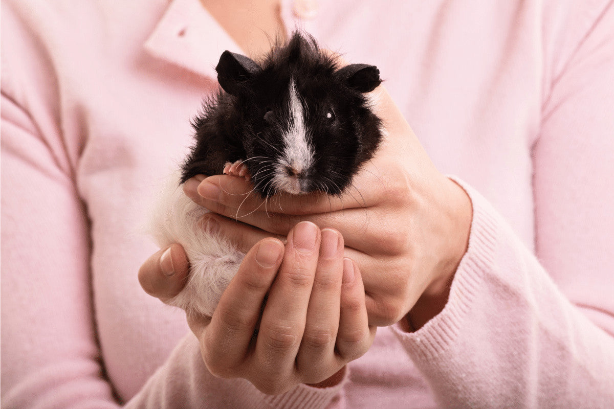 How To Pick Up A Guinea Pig - the Right Way