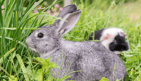 Can Guinea Pigs Live With Rabbits? | 4 Reasons Why It's a Bad Idea