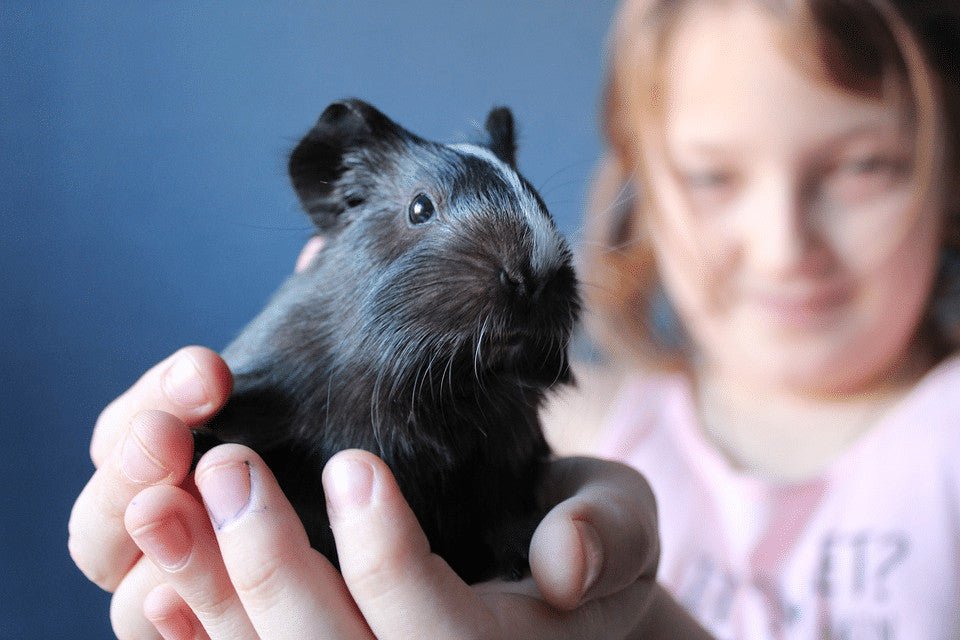 Why Does My Cavy Have Runny Eyes? Everything you Need to Know About Guinea Pig Eye Infections
