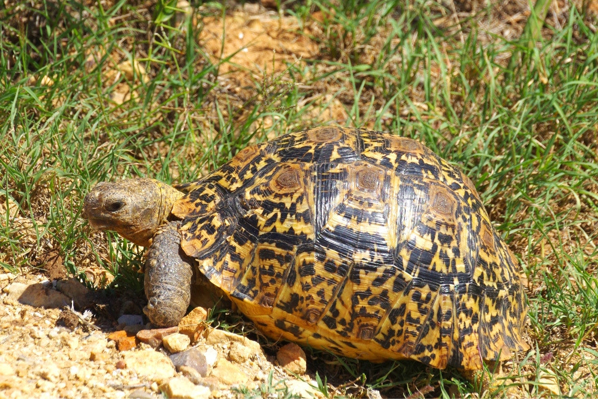 The Leopard Tortoise (Geochelone pardalis) | Breed Facts and Essential Care Guide