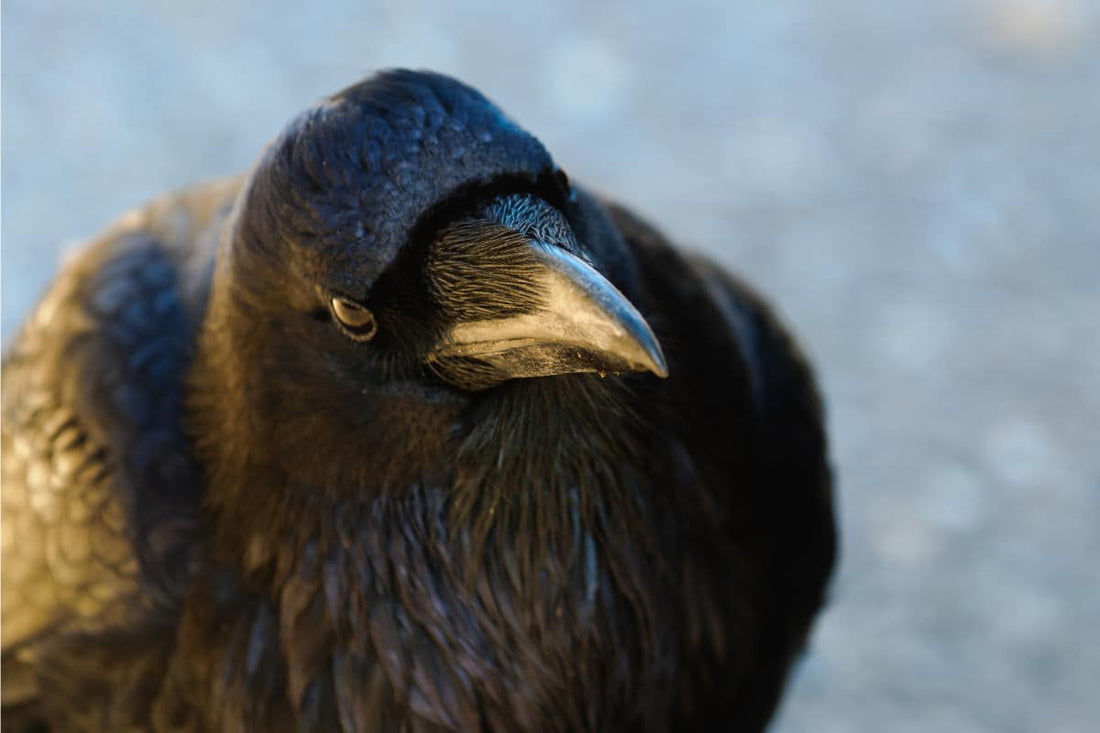 Introducing The Crow Family | No Need for Unkindness, Or Murder!