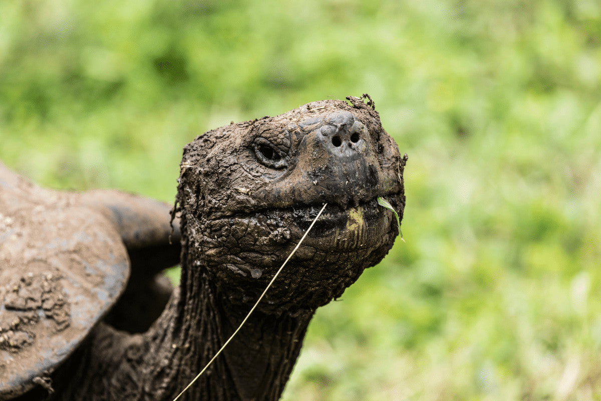 What Do Tortoises Eat? Understand Their Natural Diet and The Right Foods for Your Pet