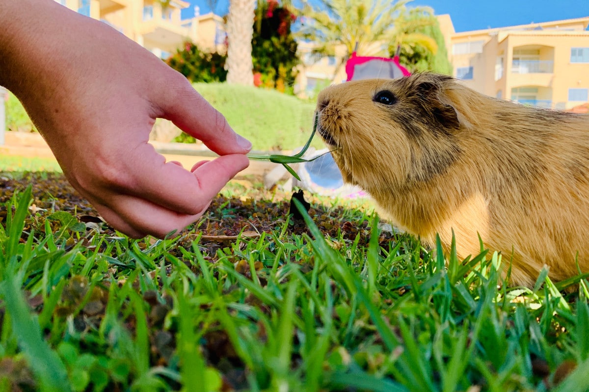 Guinea pig stopped eating best sale