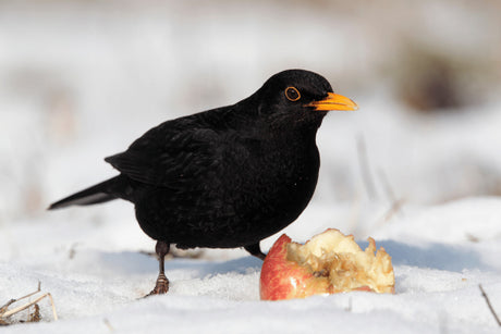 What Do Blackbirds Eat?