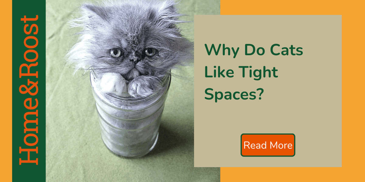 Why Do Cats Like Tight Spaces?