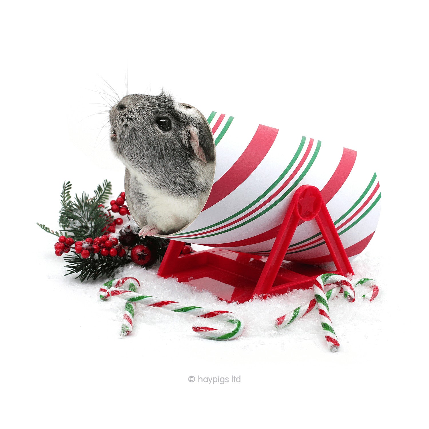 10 Christmas Gifts Your Cavy Will Love