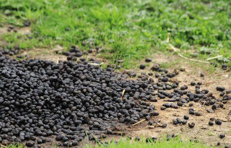 How To Use Rabbit Droppings In The Garden