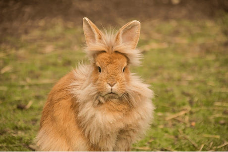 Lionhead Rabbits | Your Essential Guide