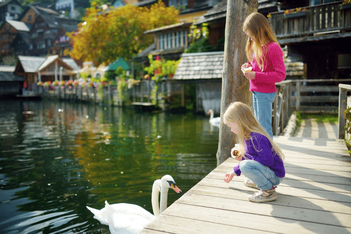 What To Feed Swans Is it Safe To Feed Them Bread? Home & Roost