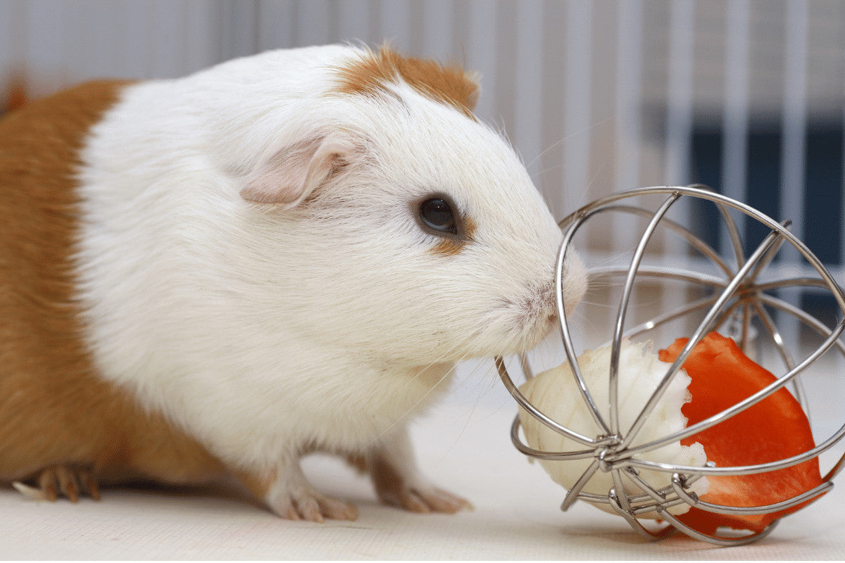 7 Games To Play With Your Guinea Pig | For Fun and Better Bonding
