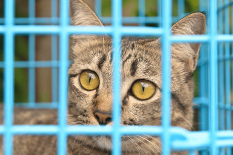 The Best Way To Trap a Feral or Stray Cat | Safe and Humane