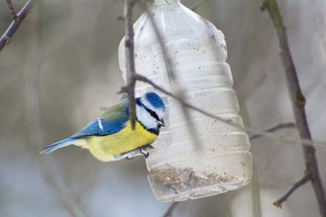 8 DIY Bird Feeder Projects | Fun Feeders to Make At Home ( + one to Avoid!)