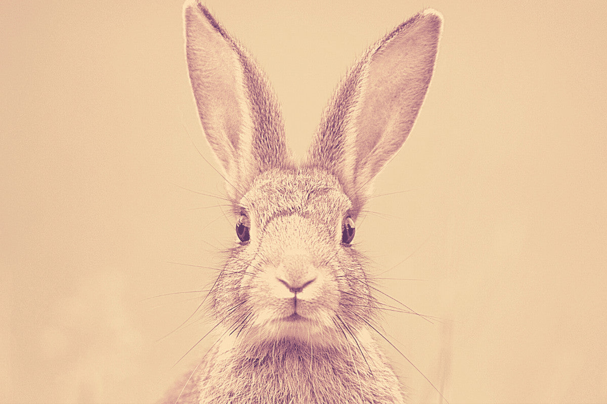 What is Flystrike? How To Avoid and Treat it.