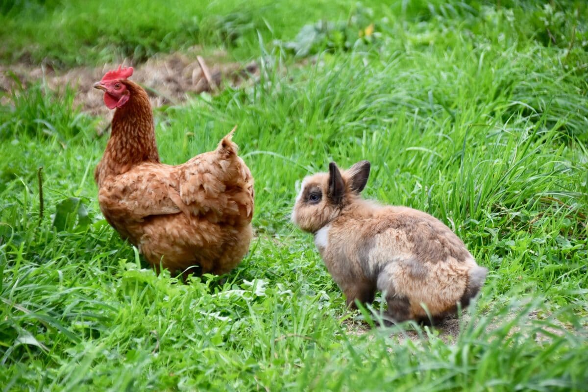 Rabbits and Chickens: Can They Live Safely Together?