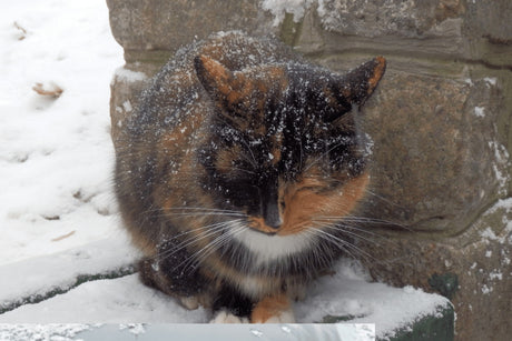 How To Help A Stray Cat In The Winter