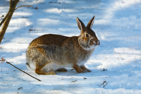 Caring For Outdoor Rabbits in Winter | It's Easy When You Know How!