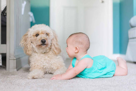 How To Introduce Your Dog To Your New Baby