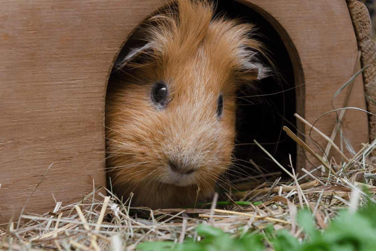 Why Your Guinea Pig Is Chewing Its Wooden Hutch and What To Do About It