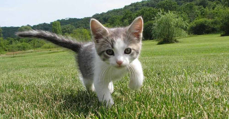 Kittens Going Outside | When and How to Let them Out Safely