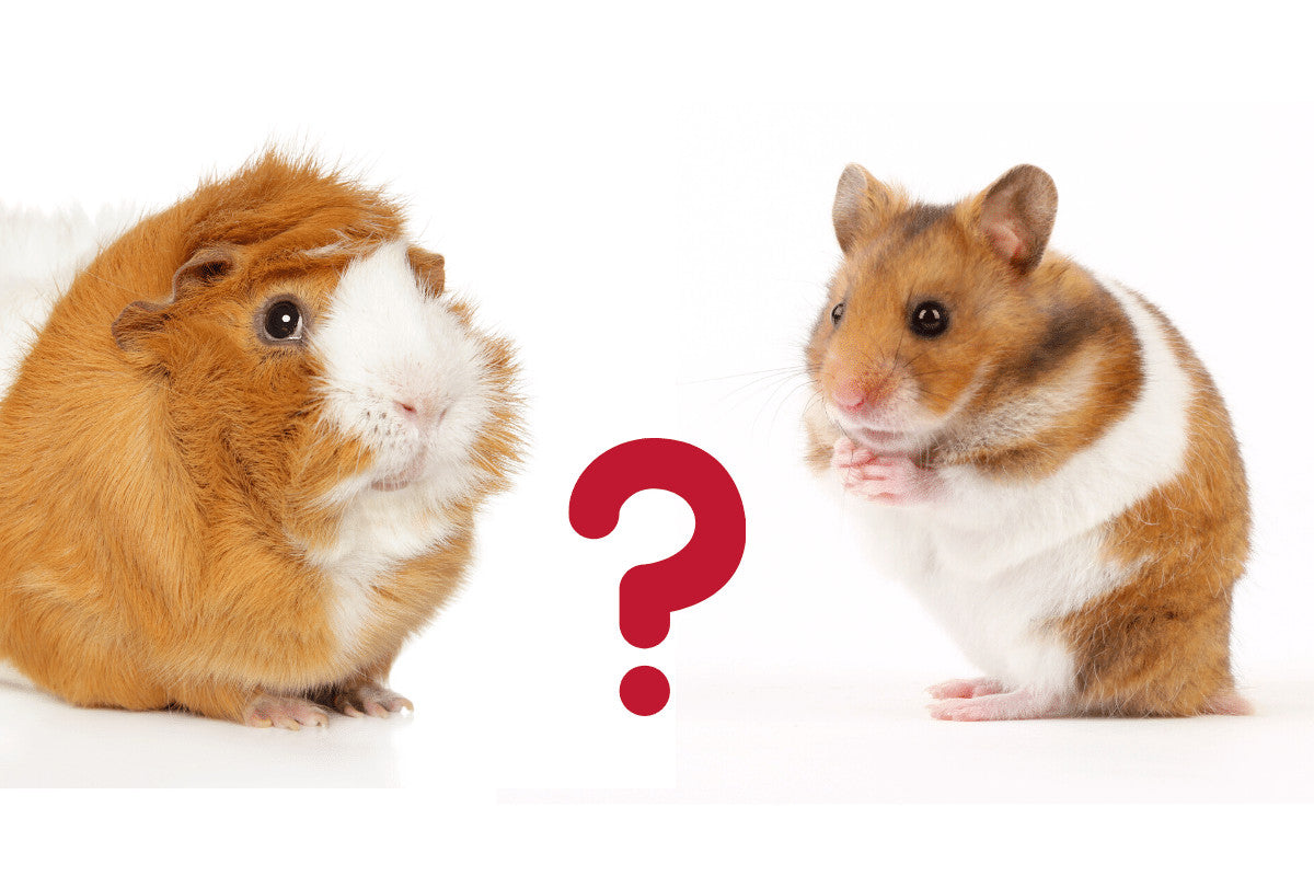 Guinea Pig or Hamster? Which is Right for You? Learn the 7 Key Differences