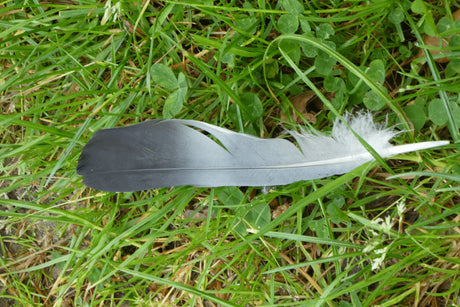 When Do Birds Moult? Why Our Garden Birds Lose Their Feathers
