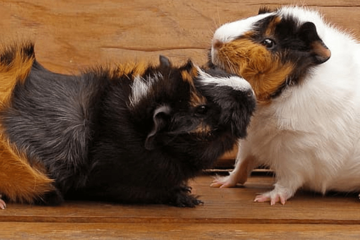 The Ultimate guide to Abyssinian Guinea Pigs Home Roost