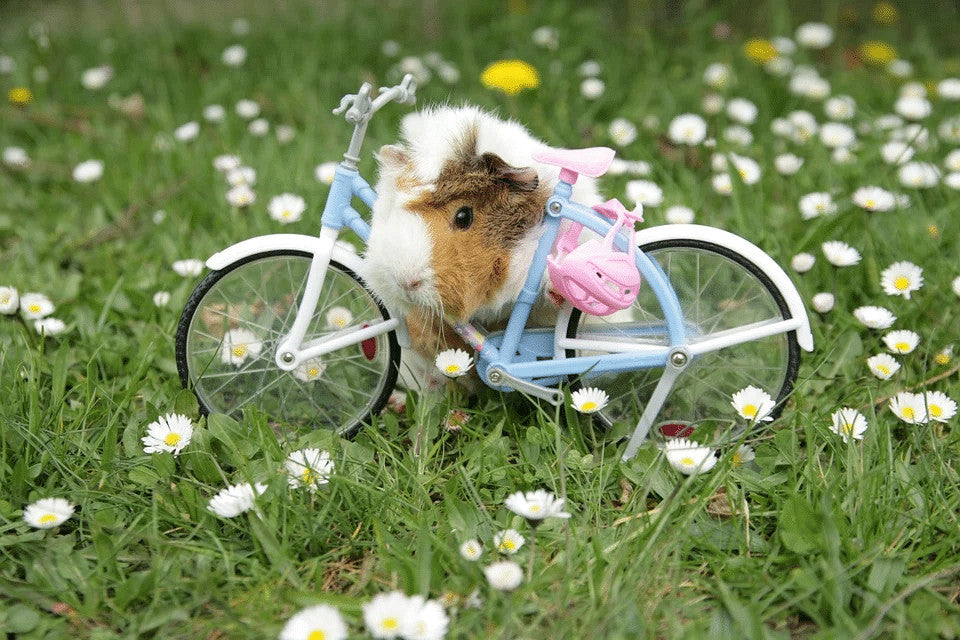 How Much Exercise Does a Guinea Pig Need? How Best To Keep Your Cavy fit and Healthy