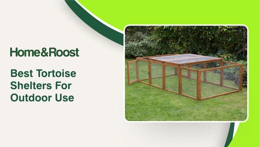 Best Tortoise Shelters For Outdoor Use
