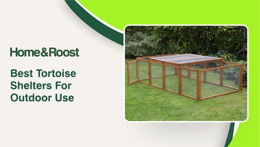 Best Tortoise Shelters For Outdoor Use