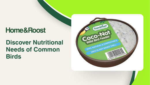 Discover Nutritional Needs of Common Birds