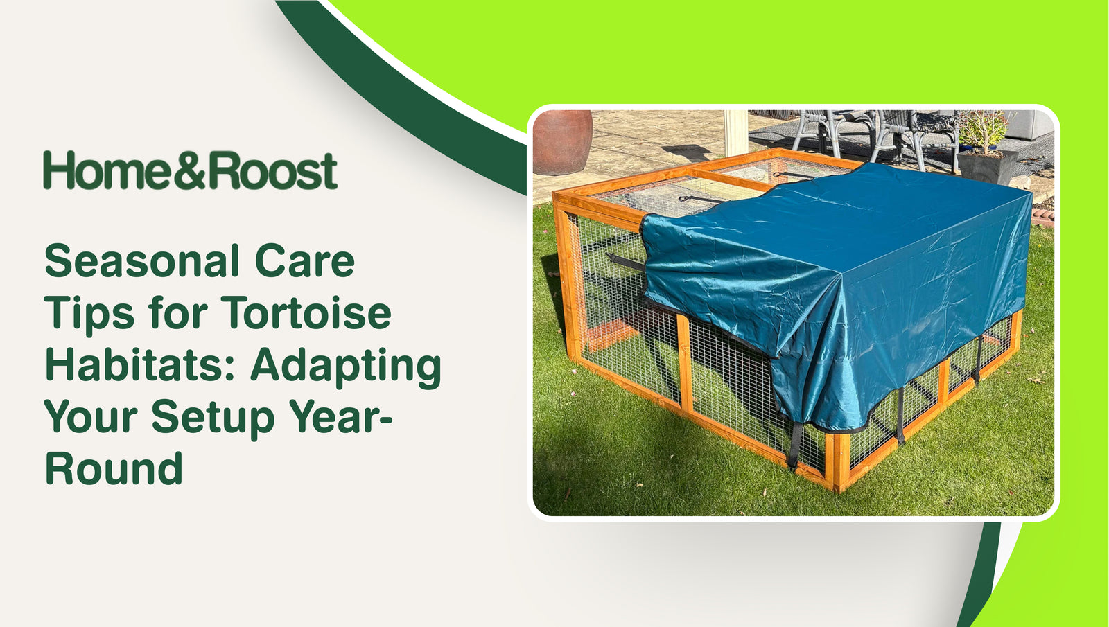 Seasonal Care Tips for Tortoise Habitats: Adapting Your Setup Year-Round