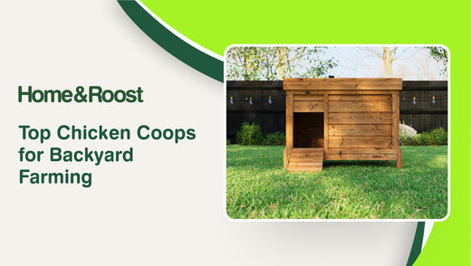 Top Chicken Coops for Backyard Farming