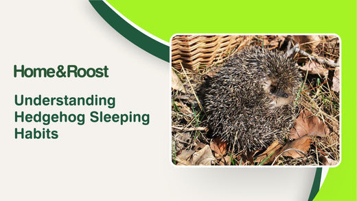 Understanding Hedgehog Sleeping Habits