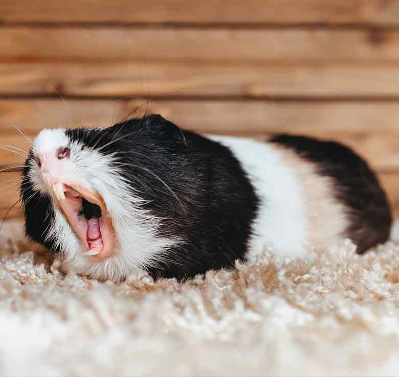 Best Bedding For Guinea Pigs