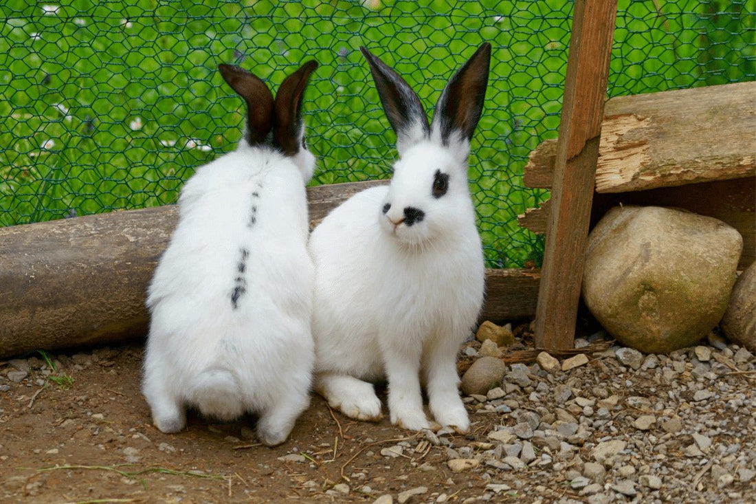 How To Sex a Rabbit | How To Tell Male From Female and Why You Need To Know