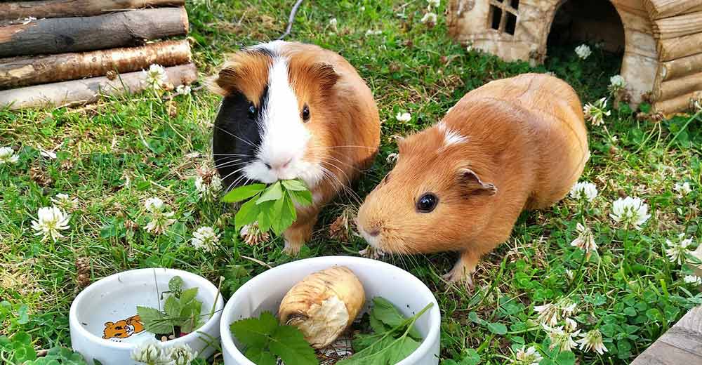 What Guinea Pigs Eat | The Do's and Don'ts of Cavy Diet