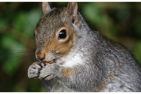 How Did Grey Squirrels First Get to The UK?
