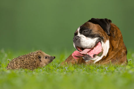 Hedgehogs and Dogs | Can Both Be Safe in Your Garden?
