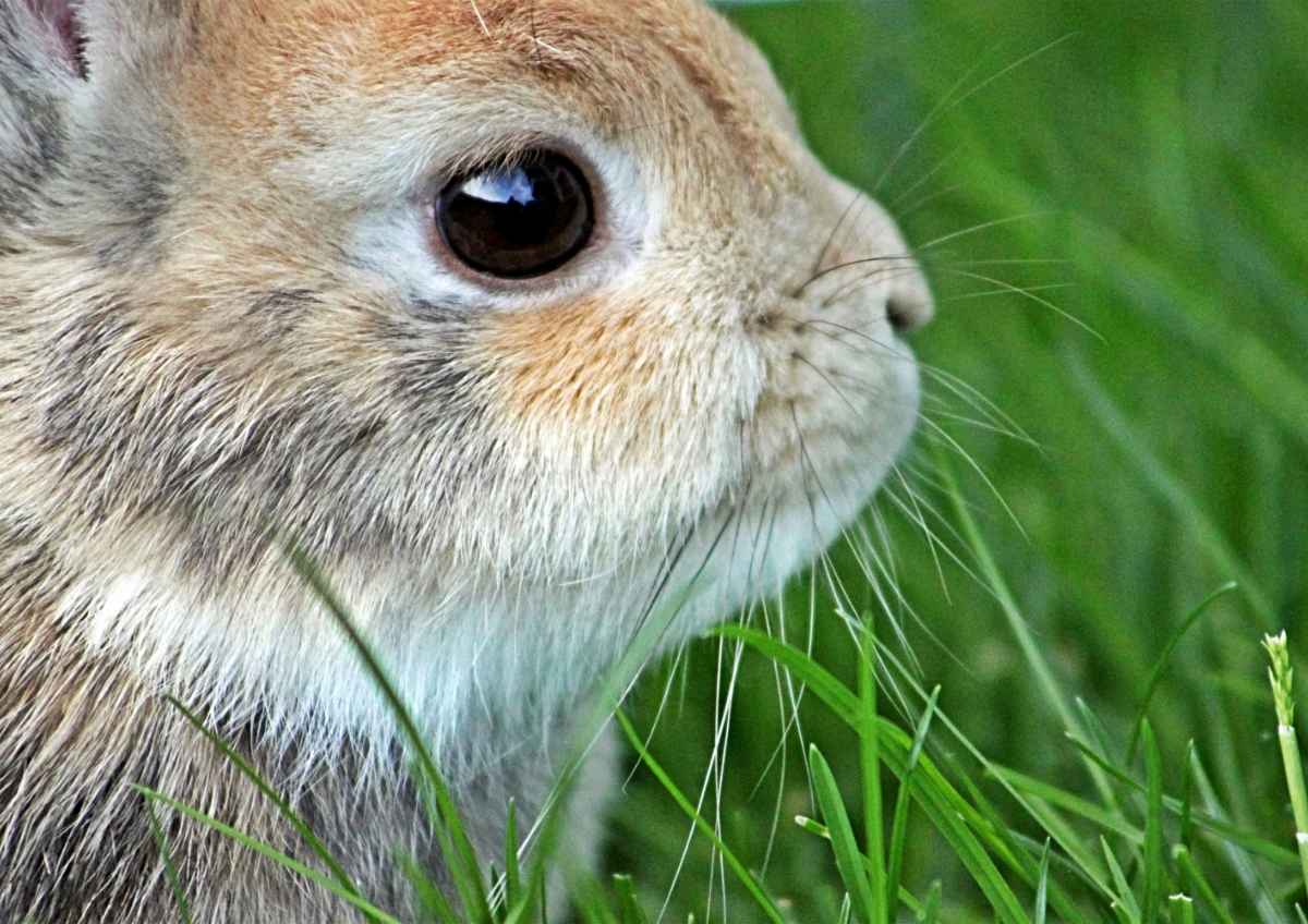 5 Facts About Netherland Dwarf Rabbits | Top Netherland Dwarf Facts
