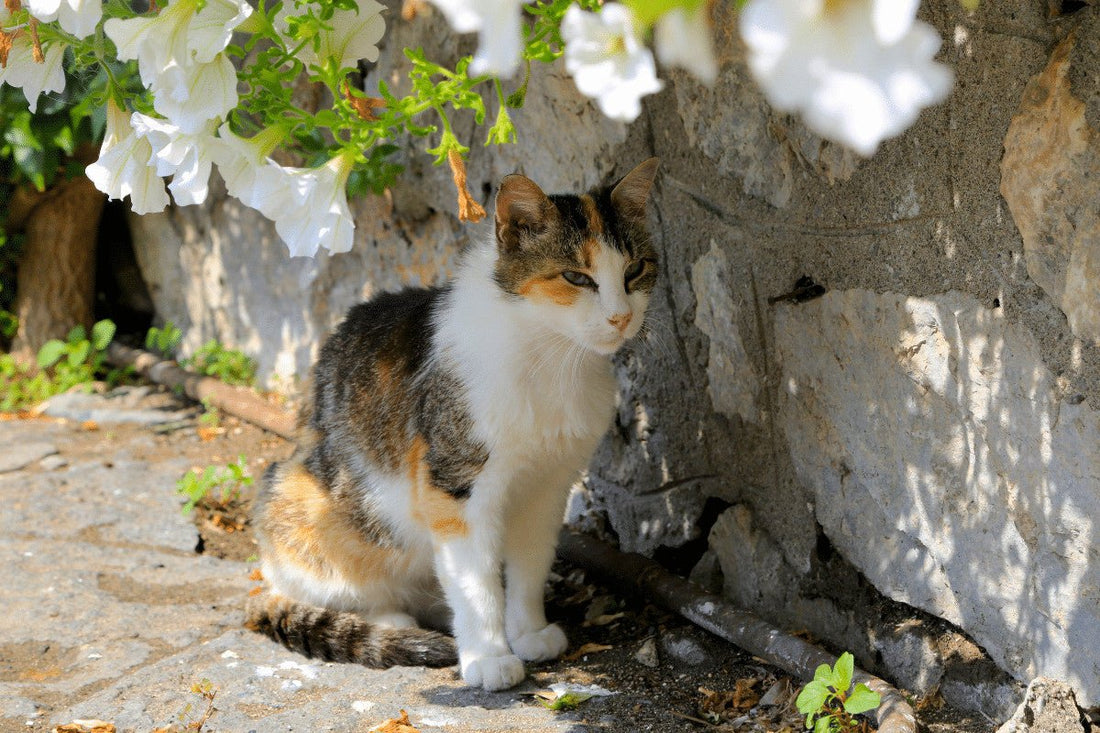 Best Outdoor Cat Shelters - How To Choose